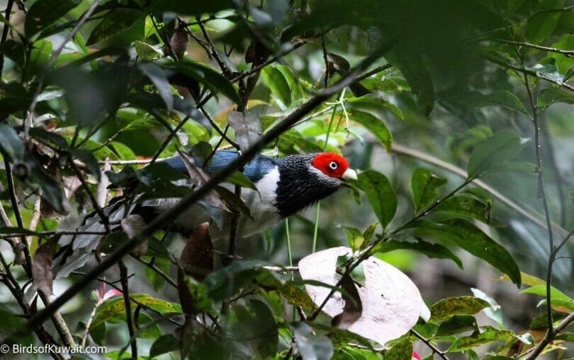 Red-faced Malkoha Phaenicophaeus pyrrhocephalus