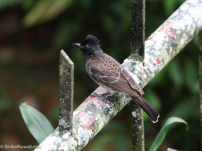 Red-vented Bulbul Pycnonotus cafer