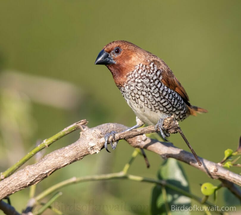 Scaly-breasted Munia Lonchura punctulata