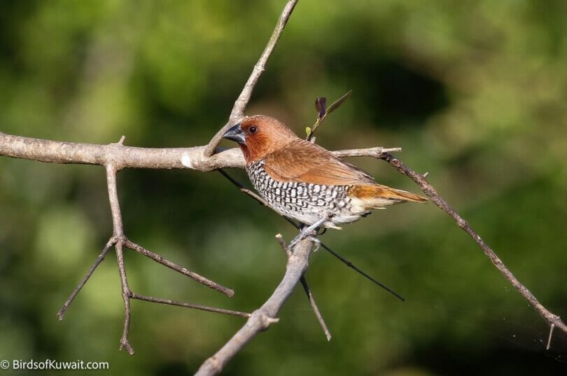 Scaly-breasted Munia Lonchura punctulata