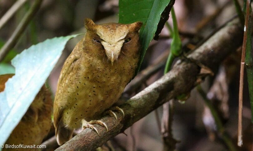 Serendib Scops Owl Otus thilohoffmanni