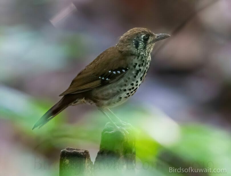 Spot-winged Thrush  on a log