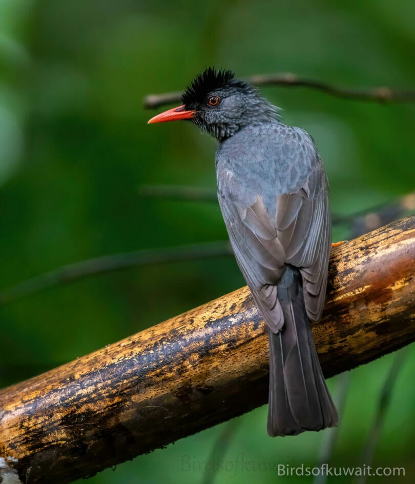 Square-tailed Bulbul Hypsipetes ganeesa