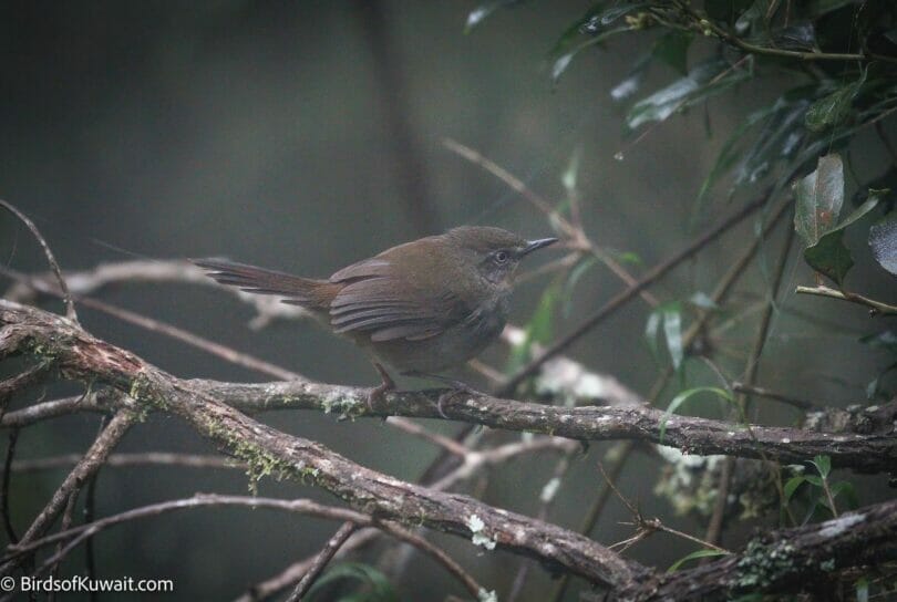 Sri Lanka Bush Warbler Elaphrornis palliseri