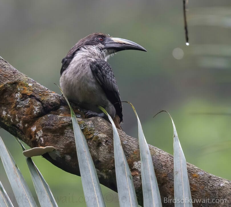 Sri Lanka Grey Hornbill Ocyceros gingalensis