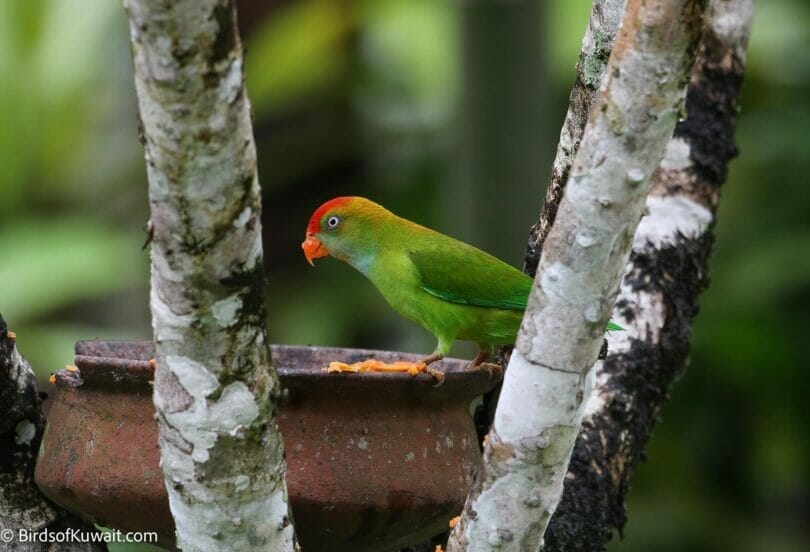 Sri Lanka Hanging-Parrot Loriculus beryllinus