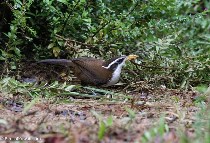 Sri Lanka Scimitar-Babbler Pomatorhinus melanurus