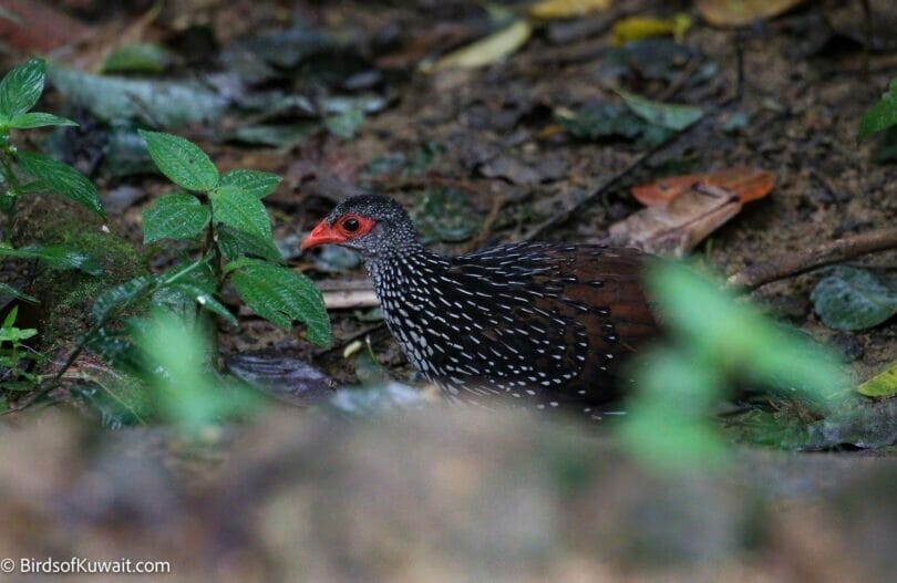 Sri Lanka Spurfowl Galloperdix bicalcarata