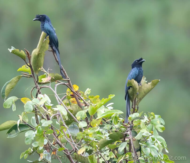 Sri Lanka Drongo Dicrurus lophorinus