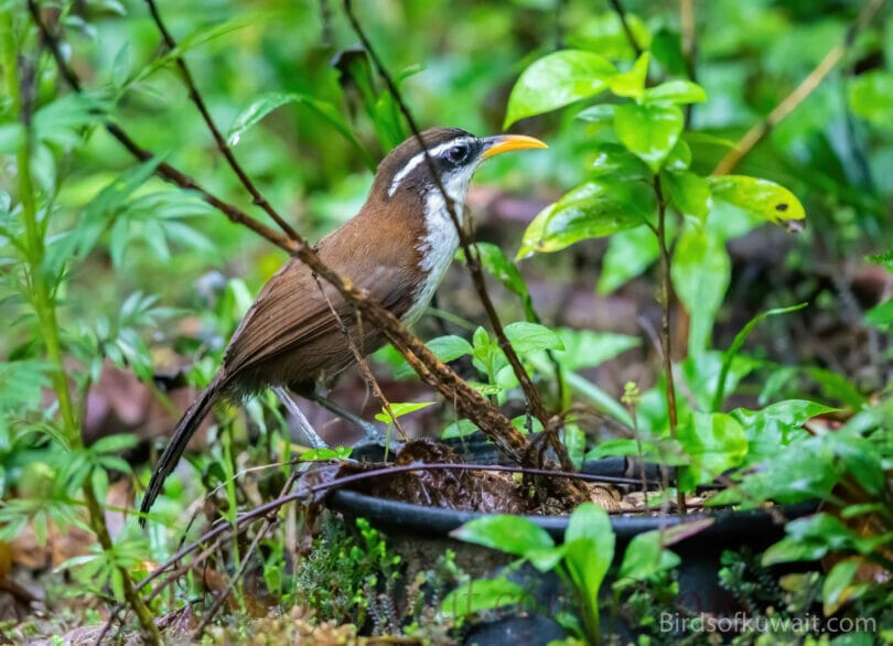 Sri Lanka Scimitar-Babbler Pomatorhinus melanurus