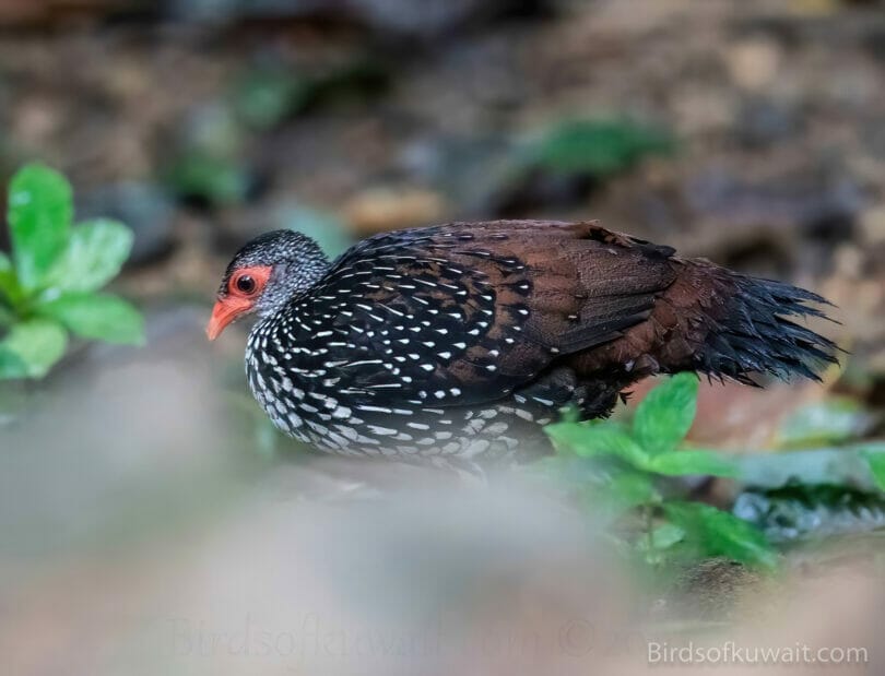 Sri Lanka Spurfowl Galloperdix bicalcarata