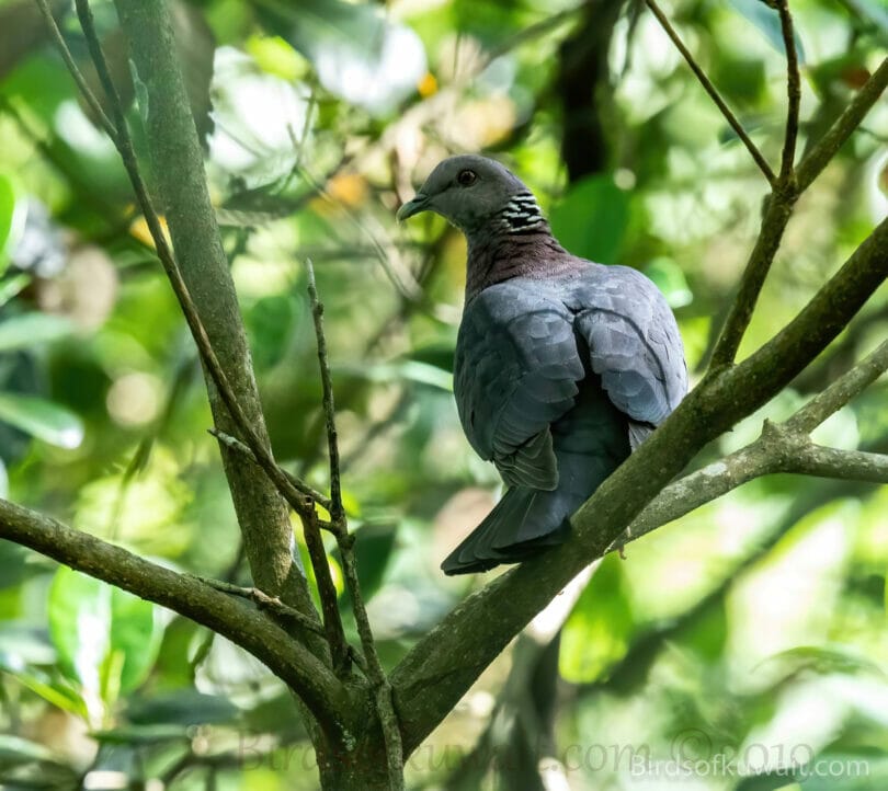 Sri Lanka Wood-Pigeon Columba torringtoniae