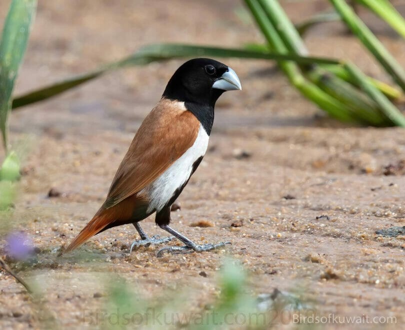 Tricoloured Munia Lonchura malacca