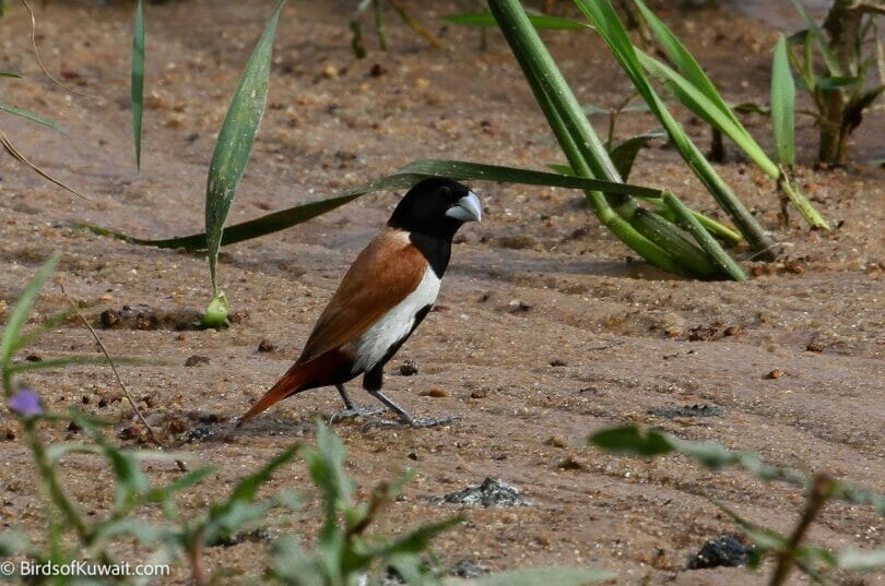 Tricoloured Munia Lonchura malacca