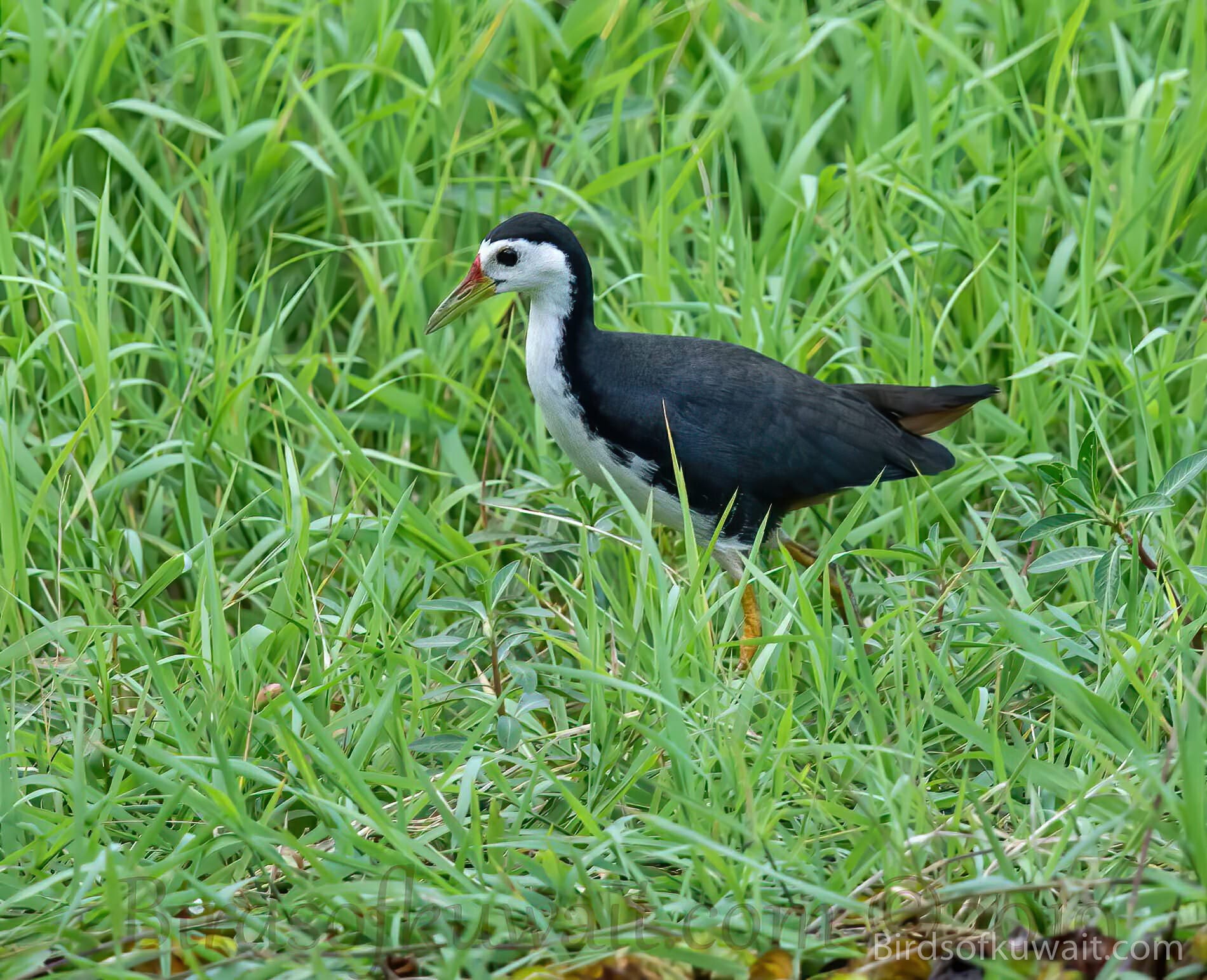 White-breasted Waterhen on grass