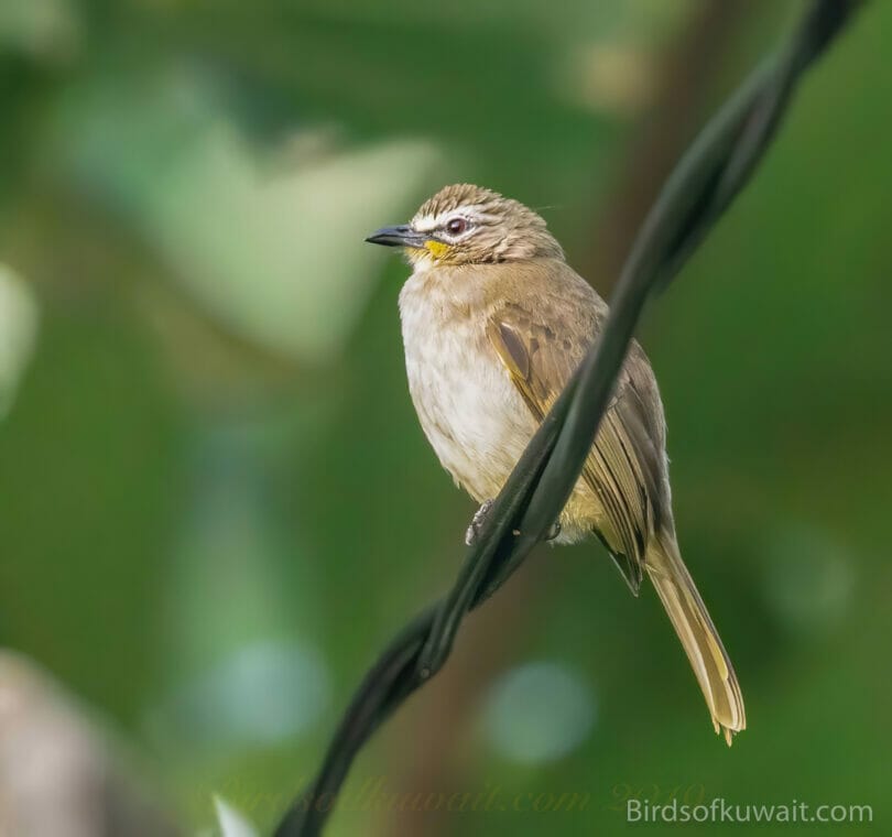 White-browed Bulbul  on wire