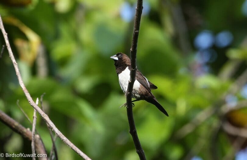 White-rumped Munia Lonchura striata