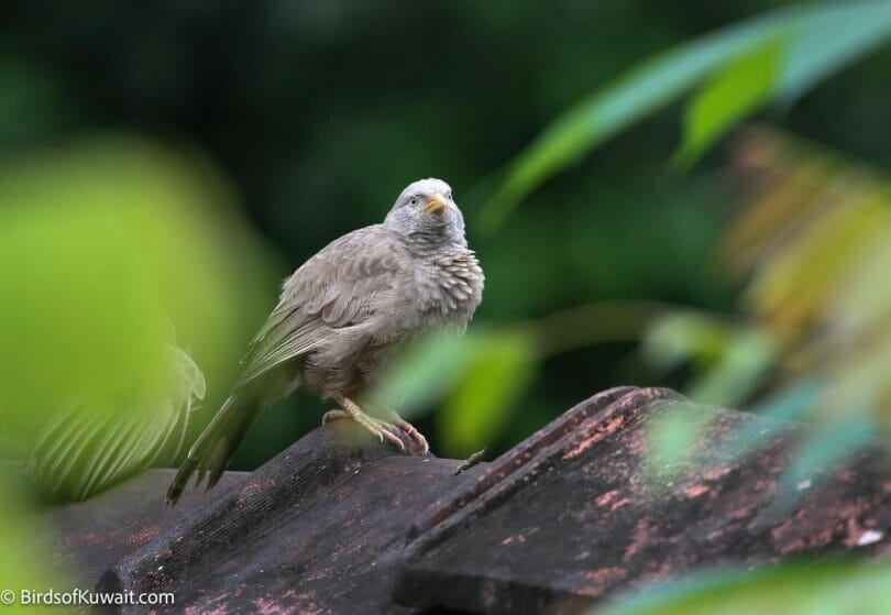 Yellow-billed Babbler Turdoides affinis