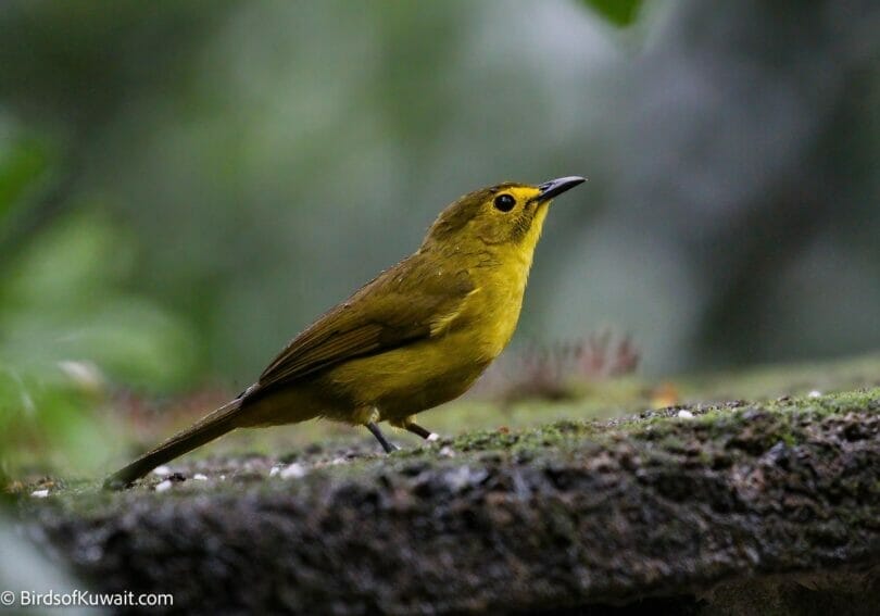 Yellow-browed Bulbul Iole indica