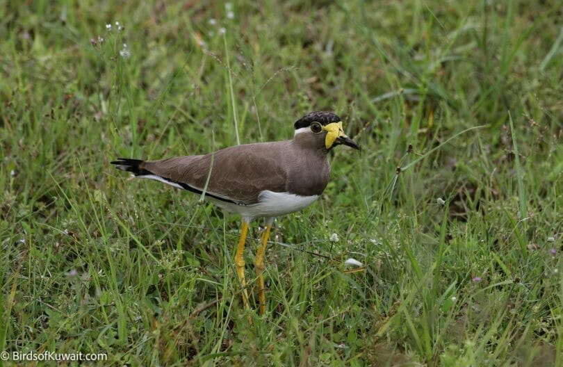 Yellow-wattled Lapwing Vanellus malabaricus