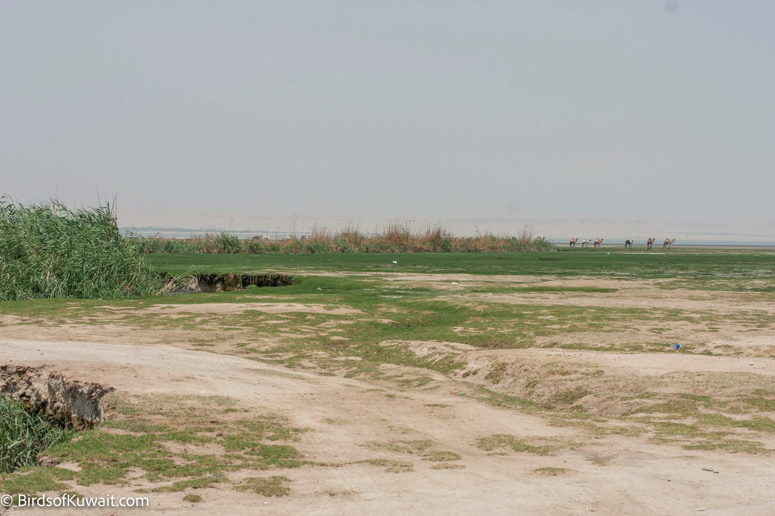 Jahra East Outfall