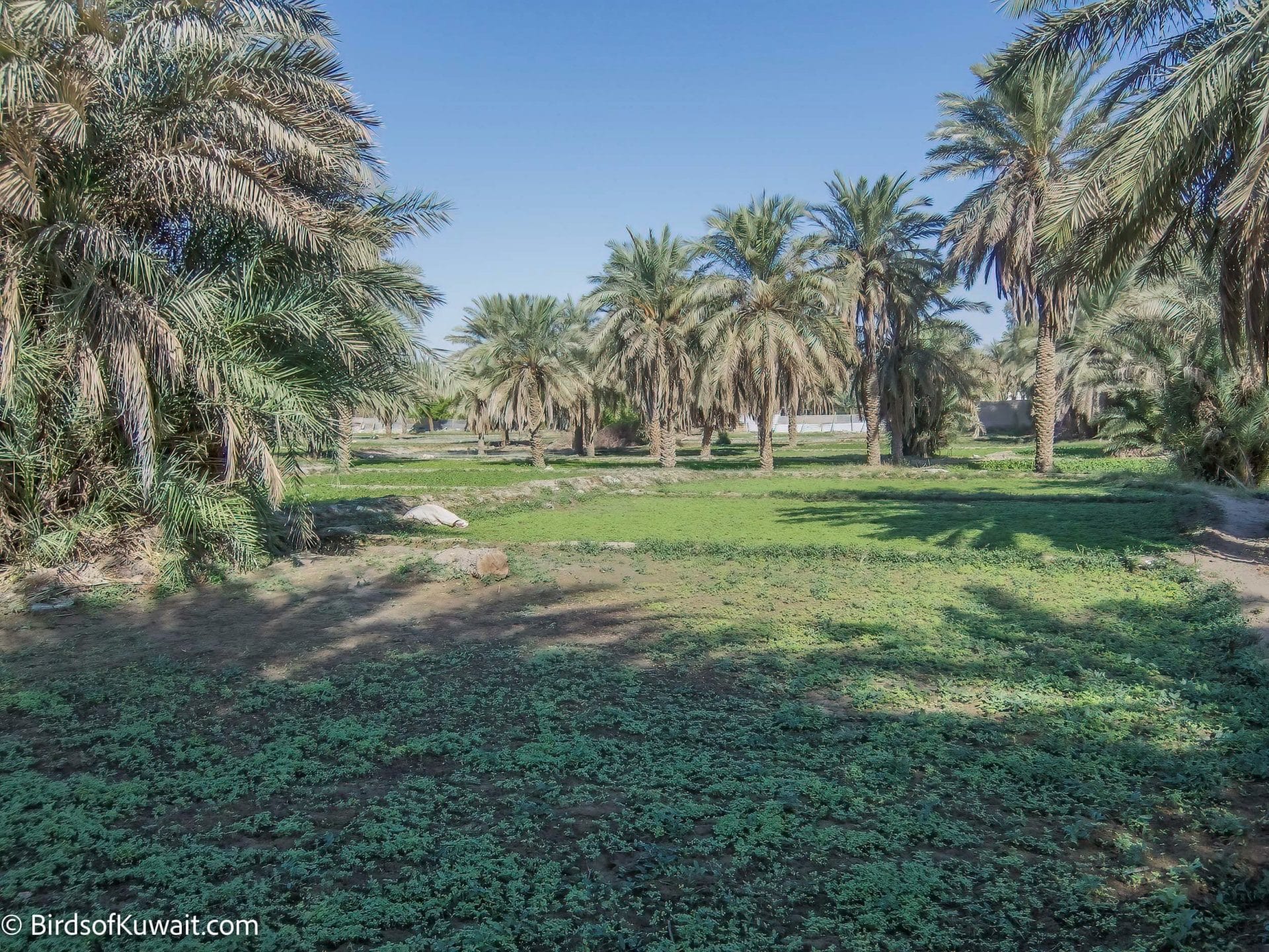 Birding Sites in Kuwait: Jahra Farms