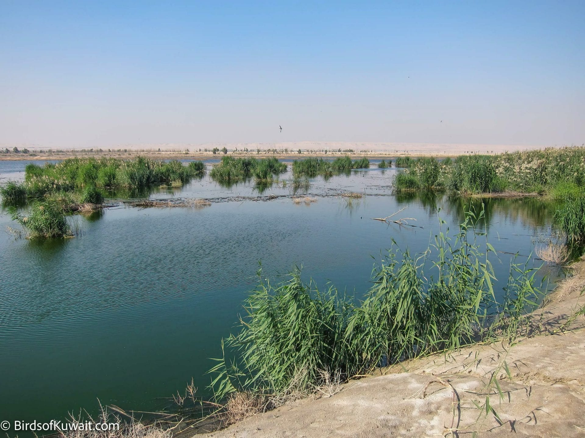 Birdwatching Sites in Kuwait: Jahra Pools Reserve