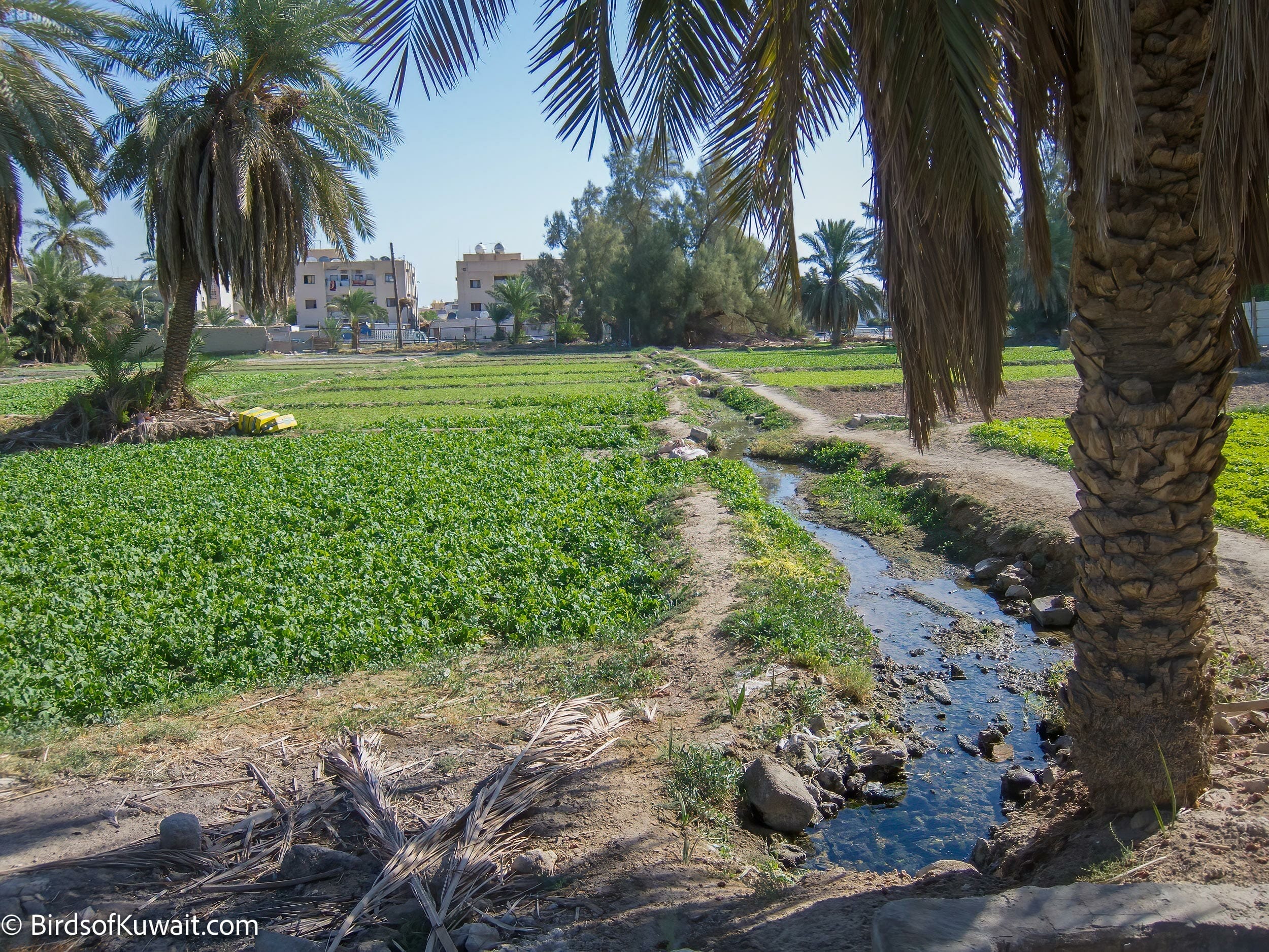 Inside Jahra Tradional Farms