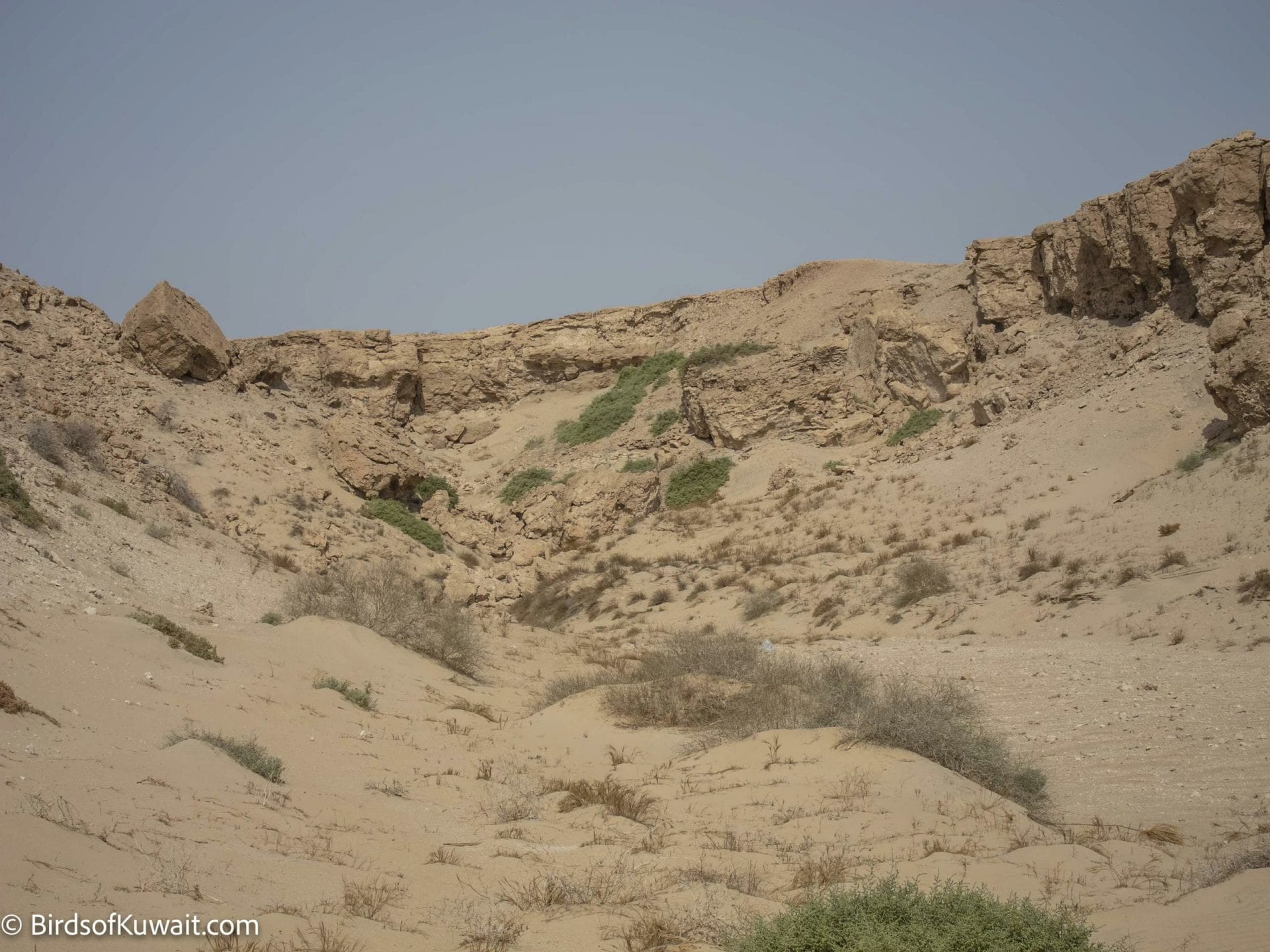 Birding Sites in Kuwait: Sabah Al-Ahmad Natural Reserve