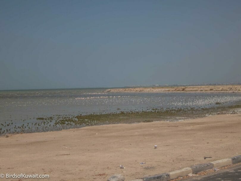 Sulaibikhat Traditional Cafe