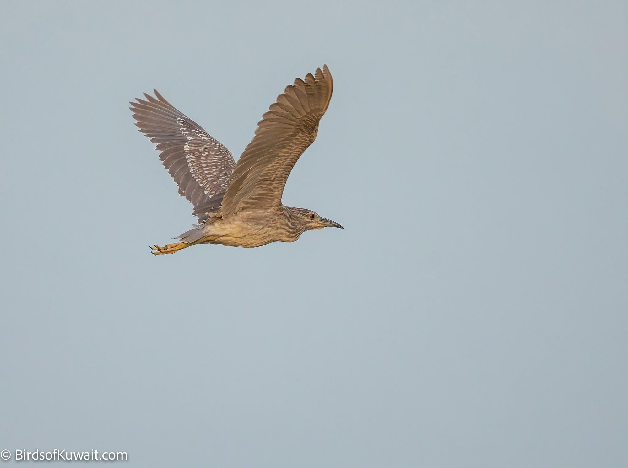 Black-crowned Night Heron Nycticorax nycticorax