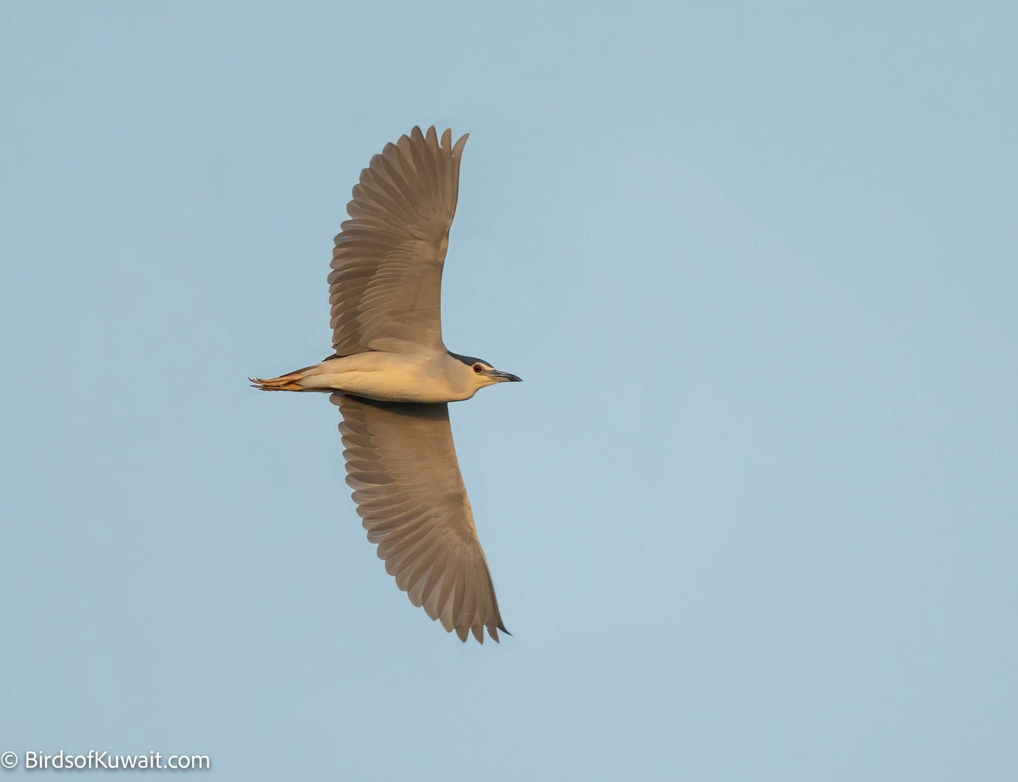 Black-crowned Night Heron Nycticorax nycticorax