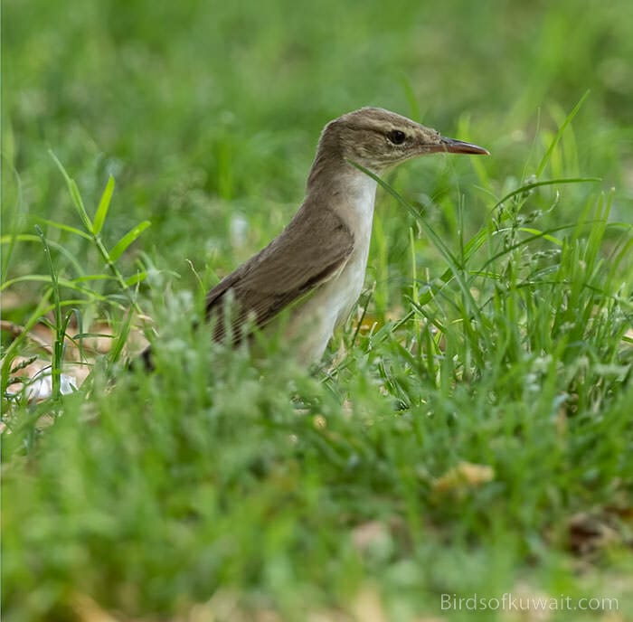Most birdwatchers visit Kuwait in birding tours to see the vulnerable Basra Reed Warbler 