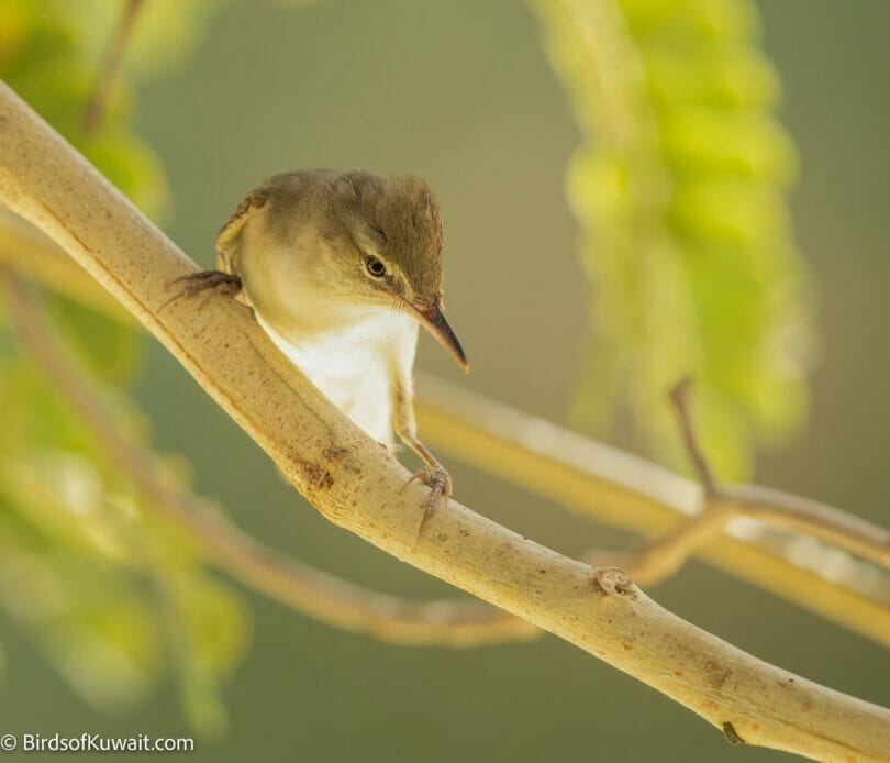 Basra Reed Warbler Acrocephalus griseldis