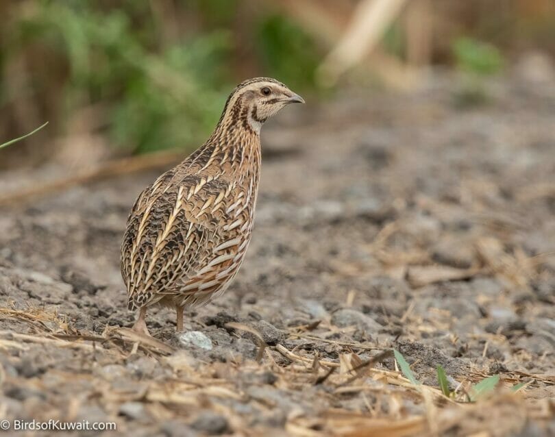 Common Quail Coturnix coturnix