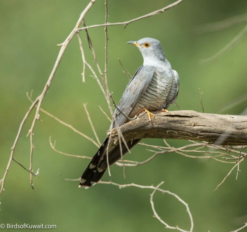 Common Cuckoo Cuculus canorus