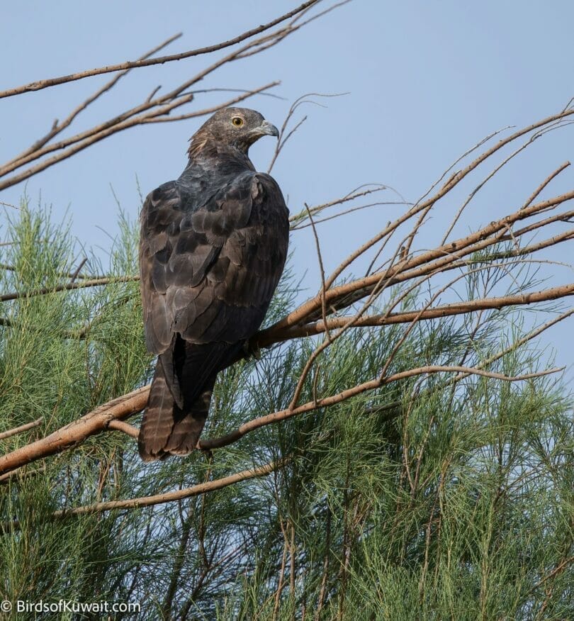 Crested Honey Buzzard Pernis ptilorhynchus