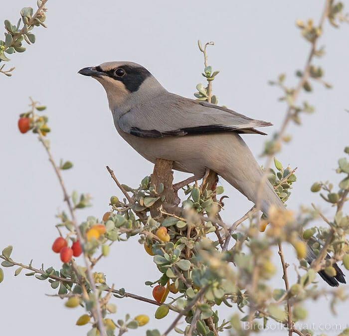 The Hypocolius the best bird in Kuwait Bird List that a visiting birdwatcher wants to see
