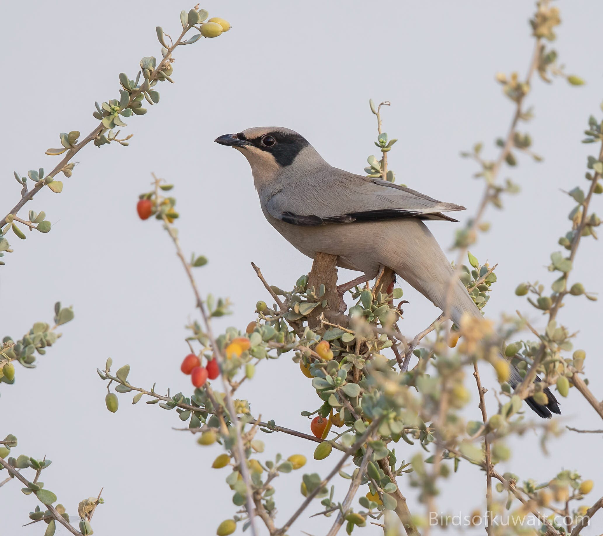 The Hypocolius is one of the target species from Kuwait Bird List