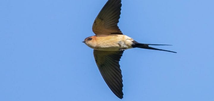 Red-rumped Swallow Cecropis daurica