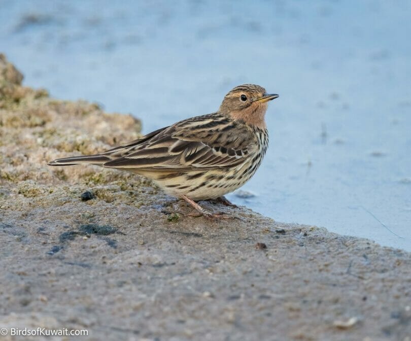 Red-throated Pipit Anthus cervinus