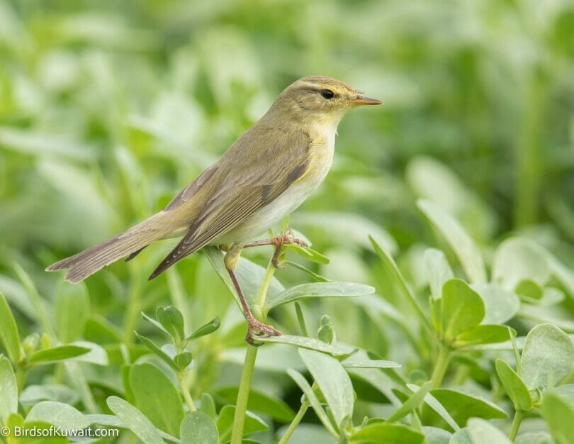 Willow Warbler Phylloscopus trochilus