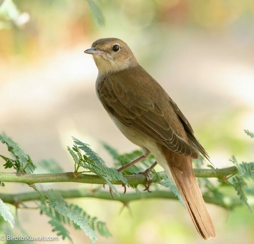 Common Nightingale Luscinia megarhynchos