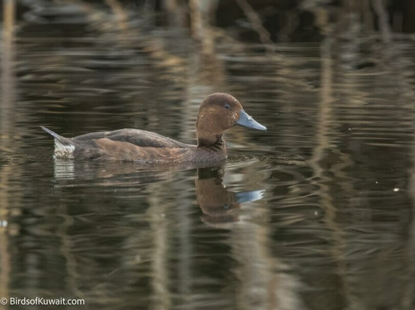 Ferruginous Duck Aythya nyroca