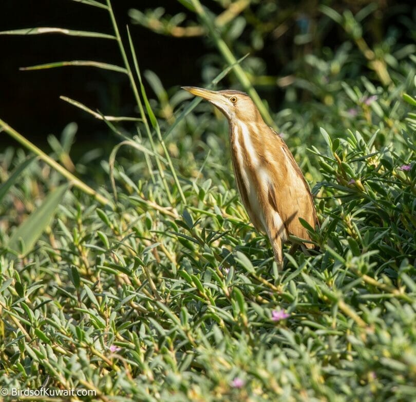 Little Bittern Ixobrychus minutus