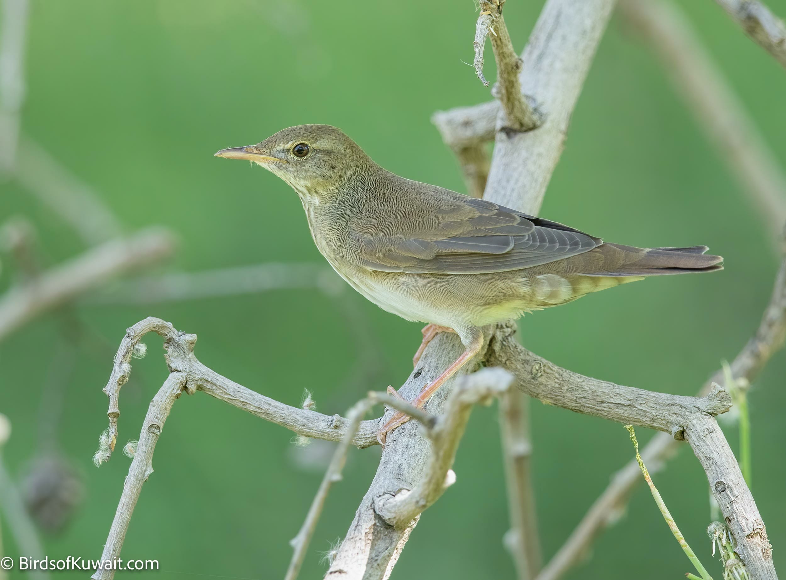 River Warbler Locustella fluviatilis