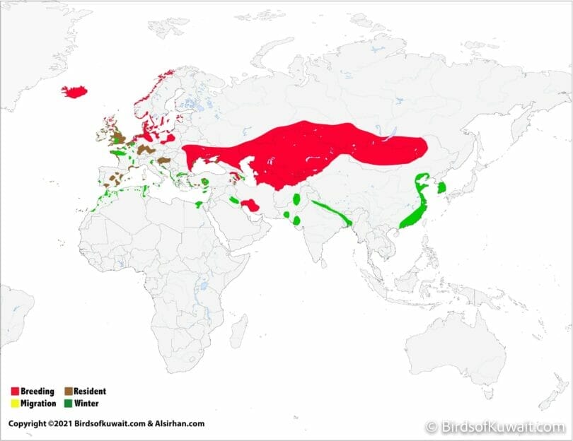 Distribution map of Common Shelduck Tadorna tadorna