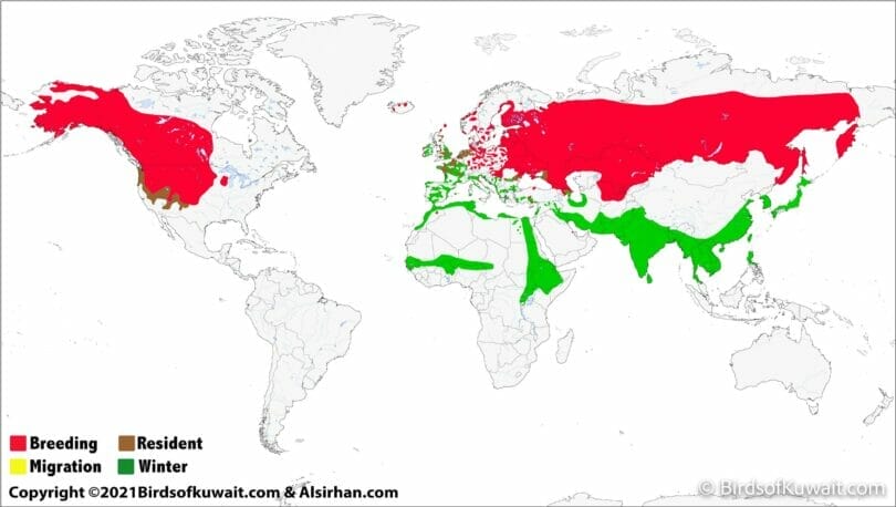 Distribution map of Northern Shoveler Spatula clypeata