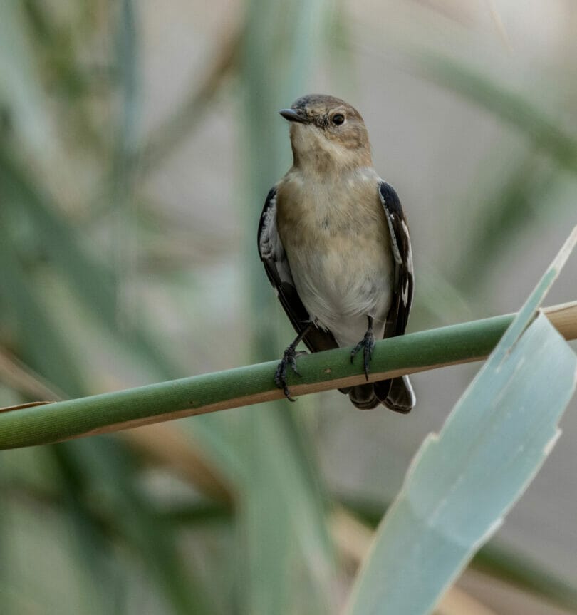 Semi-collared Flycatcher Ficedula semitorquata