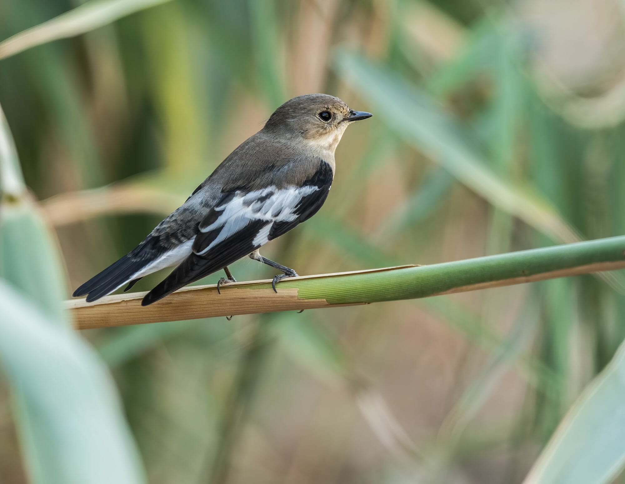 Semi-collared Flycatcher Ficedula semitorquata